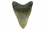 Serrated, Fossil Megalodon Tooth - North Carolina #338472-1